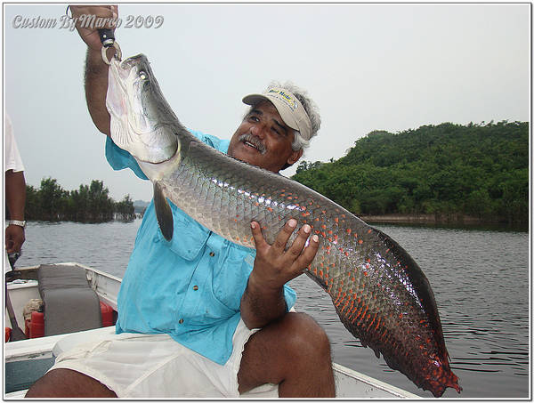Fish Pirarucu Rio Juma Amazon