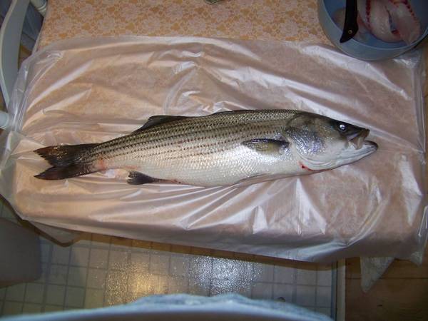 Freshwater Striped Bass