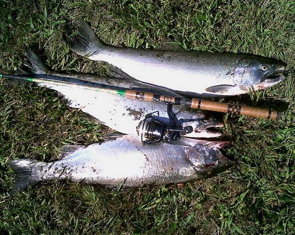 MHX 1024 and 27 lbs of Coho