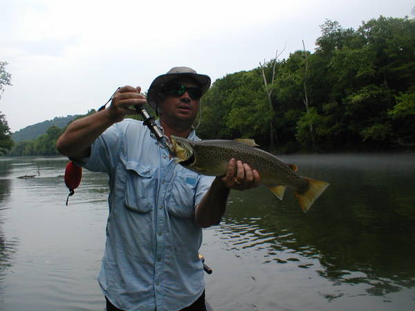 Another TN big Brown